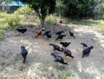 กลุ่มเลี้ยงไก่ชน  หมู่ 2 ตำบลทุ่งขวาง